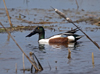 Northern Shoveler
